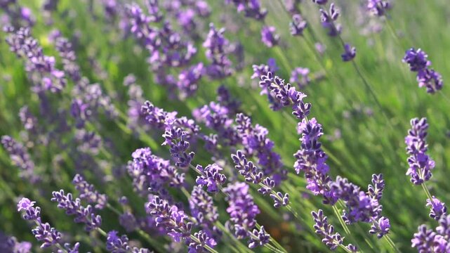 A field of lavender flowers with a bee in the foreground