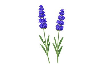 Obraz premium Lavender flowers illustrating natural beauty, herbal medicine, aromatherapy, calming fragrance, and botanical fresh spring growth