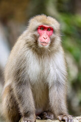 Obraz premium Jikokudani Snow Monkey Park in the japanese Highlands