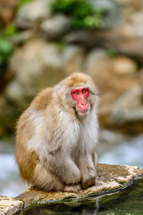 Fototapeta premium Jikokudani Snow Monkey Park in the japanese Highlands