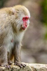 Obraz premium Jikokudani Snow Monkey Park in the japanese Highlands