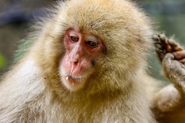 Obraz premium Jikokudani Snow Monkey Park in the japanese Highlands