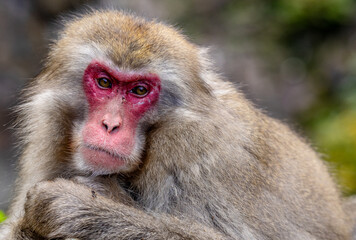 Obraz premium Jikokudani Snow Monkey Park in the japanese Highlands