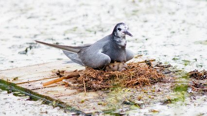 Naklejka premium black crowned night heron