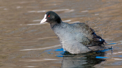 Naklejka premium black headed gull