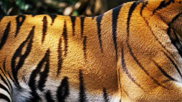 Detailed CloseUp of a Tiger's Fur Pattern with Black Stripes on Golden Brown Coat Sunlit in a Forest Environment