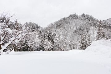 豪雪地帯の木々