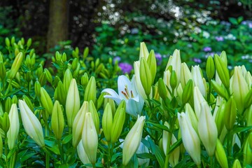 たくさんのユリの蕾の中に咲く一輪の白い花 自然のコントラストと初夏の庭園