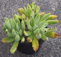 Echeveria 'Icycle' mature succulent plant