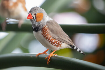 Naklejka premium Zebra Finch Taeniopygia guttata Bird