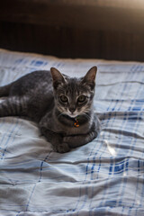 Cute Thai cat at Bedroom pet