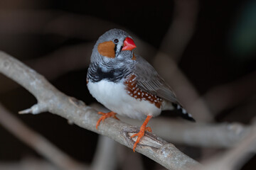 Naklejka premium Zebra Finch Bird, Taeniopygia guttata