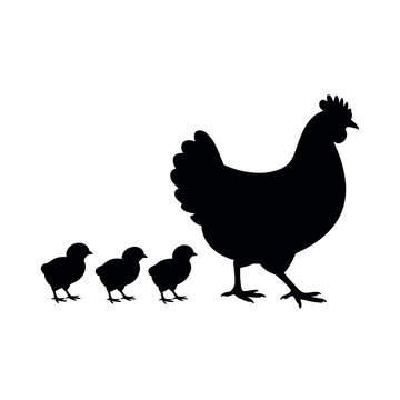 A large black silhouette of a mother hen walking with her three small chicks on a white background.