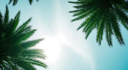 Obraz premium Sunlight shining through palm tree leaves, tropical paradise, nature scenery