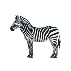 Fototapeta premium Realistic Zebra Standing in a Bright White Background