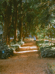 Obraz premium walk in the park