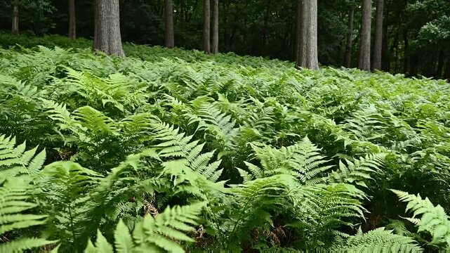 A lush, vibrant carpet of green ferns covers a sloping forest floor beneath tall trees.