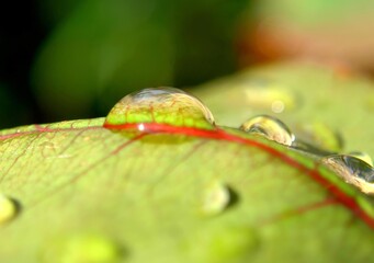 Extreme close-up of crystal clear water drops resting on a vibrant green leaf with red veins. Concept of freshness, purity, and morning dew.