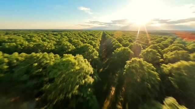 Aerial view of a vast, sun-drenched forest with a straight path cutting through it