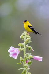 01640-17001 American Goldfinch (Spinus tristis) male on Hollyhock (Alcea sp.) Marion Co. IL