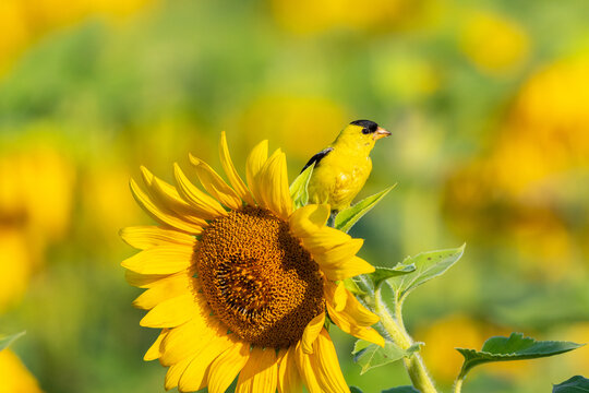01640-16616 American Goldfinch (Spinus tristis) male on Sunflower Sam Parr St. Pk. Jasper Co. IL