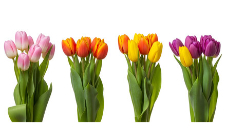 Beautiful bouquets of vibrant pink orange yellow and purple tulips displaying natural springtime floral beauty on transparent background © Stock Gallery