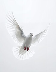 Fototapeta premium White Dove in Flight Symbolizing Peace and Purity.