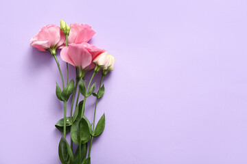 Fototapeta premium Composition with beautiful pink eustoma flowers on lilac background