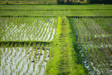 Rice seedlings growing in rice fields in Chiang Mai, Thailand