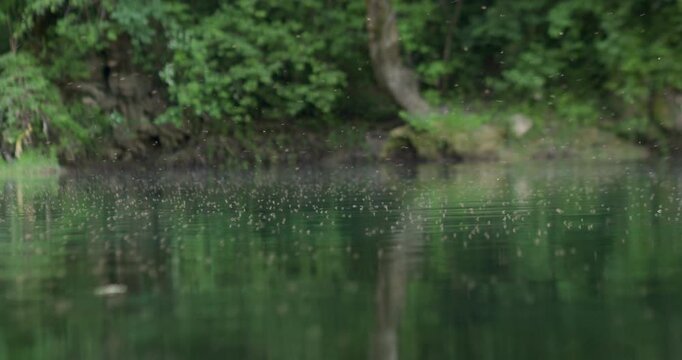 Mosquito swarm hovering over Una River, Bosnia, with lush forest reflection. Insect breeding habitat, disease vector concept
