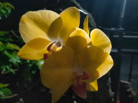 orchid flowers that have very beautiful colors and are on the stem