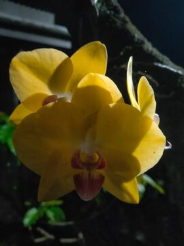 orchid flowers that have very beautiful colors and are on the stem