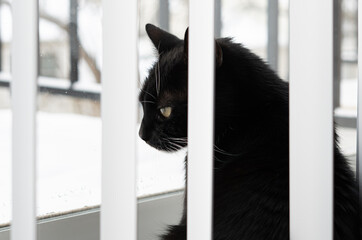 A profile portrait of a black cat sitting gracefully beside a wreath, with white blinds partially obscuring the view. The soft light and shadow play create a serene, contemplative atmosphere  © Juli