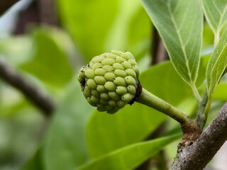 young srikaya or Annona squamosa fruit