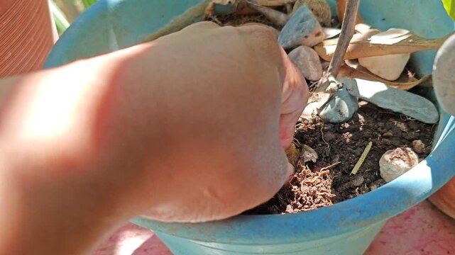 Close-up of nectarine seed being covered with soil in a pot