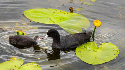 Juvenile Eurasian Coot Being Fed By The Mother (Fulica Atra)