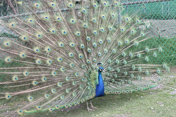 Obraz premium peacock with feathers