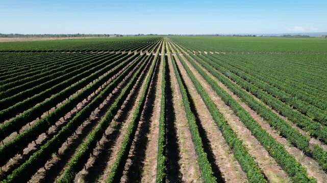 Vineyard in Mendoza Argentina Drone 4K