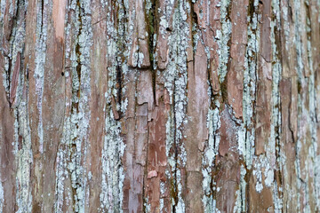 Obraz premium Natural pattern of old wood skin with cracks.