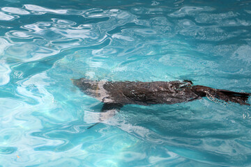 Obraz premium Black seal swimming upside down in clear blue pool water aquarium.