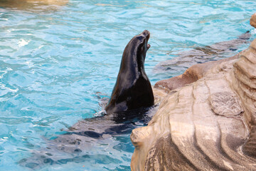 Black seal swimming upside down in clear blue pool water aquarium.