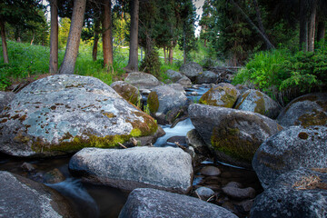Small stream flowing between boulders in a forest of lodgepole pine trees, Tower Junction, Yellowstone National Park © Jonathan