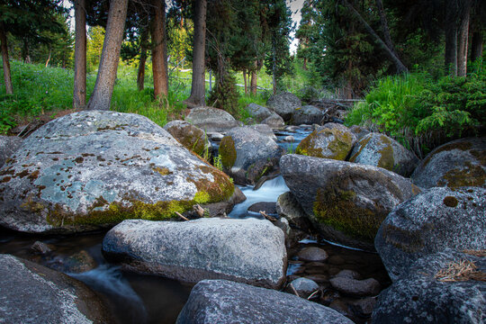 Small stream flowing between boulders in a forest of lodgepole pine trees, Tower Junction, Yellowstone National Park