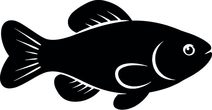 Devils Hole Pupfish image