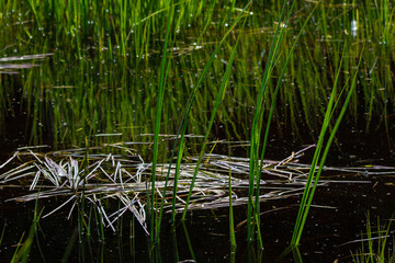 Closeup of wetland sedge, Yellowstone National Park