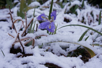 雪に埋もれた青い花