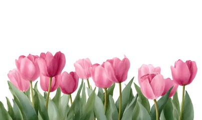 Fototapeta premium watercolor illustration of a row of pink tulips, bottom border, isolated on white background