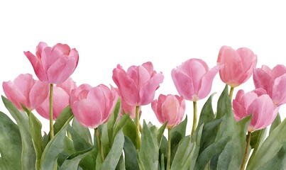Fototapeta premium watercolor illustration of a row of pink tulips, bottom border, isolated on white background