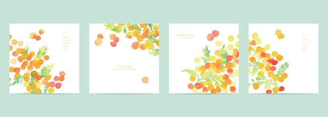 Naklejka premium 水彩タッチのミモザイラストテンプレート。春のミモザベクターイラスト。ミモザの背景。Watercolor mimosa illustration template. Spring mimosa vector illustration. Mimosa background.