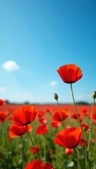 Obraz premium Intense red poppy field under a clear blue sky , red, color